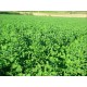 Sunter Yonca Tohumu 10 kg torba Sunter Yonca Tohumu 10 kg torba